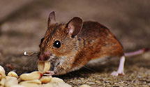 24 Hour & Emergency Exterminators in Scotch Grove, IA
